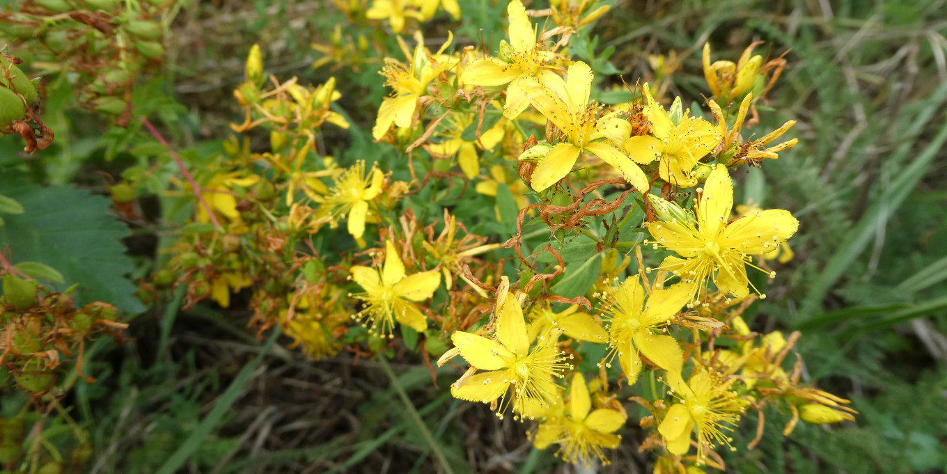 Millepertuis perforé